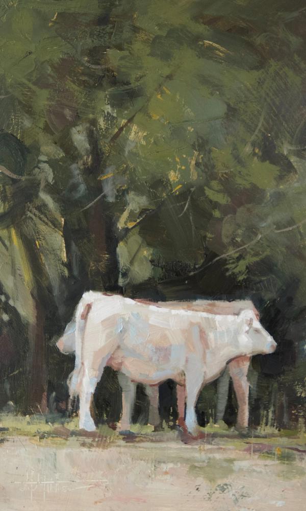 Two Charolais by Madelynn Mutter