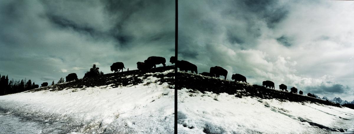 Buffalo, Grand Teton National Park, WY (Ed. 1) by Ansley West Rivers
