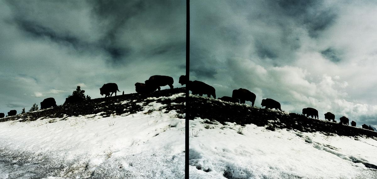 Buffalo, Grand Teton National Park, WY (Ed. 1) by Ansley West Rivers