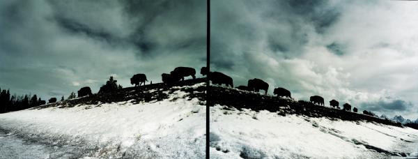 Buffalo, Grand Teton National Park, WY (Ed. 1) by Ansley West Rivers
